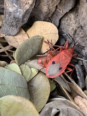 Probergrothius nigricornis