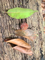 Sacoglottis gabonensis