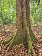 Sacoglottis gabonensis