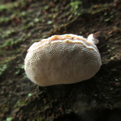 Truncospora ochroleuca