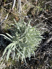 Pseudognaphalium beneolens