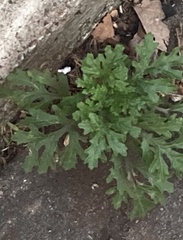 Senecio squalidus