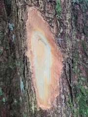 Sacoglottis gabonensis