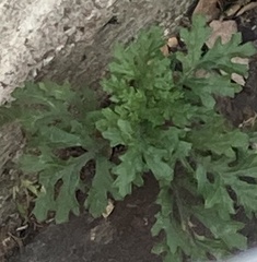 Senecio squalidus
