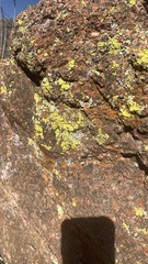 Acarosporaceae