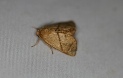 Apoda y-inversa