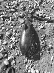 Phocoena phocoena relicta