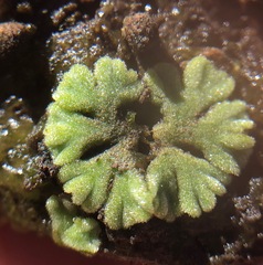 Riccia glauca