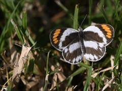 Colotis euippe