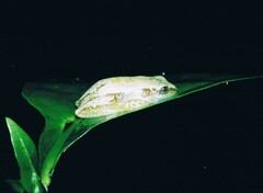 Afrixalus stuhlmanni