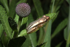 Afrixalus stuhlmanni