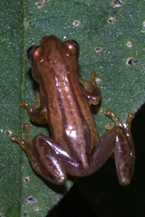 Afrixalus stuhlmanni