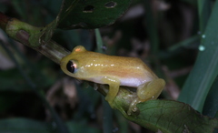 Afrixalus stuhlmanni