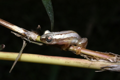 Afrixalus stuhlmanni