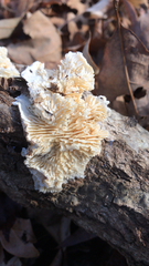 Trametes betulina