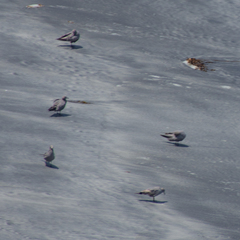 Leucophaeus modestus