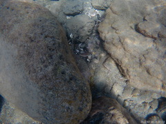 Canthigaster capistrata