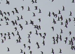 Leucophaeus pipixcan