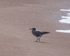 Leucophaeus modestus