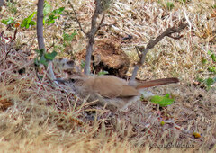 Ochetorhynchus phoenicurus