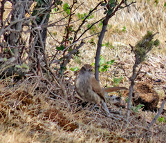 Ochetorhynchus phoenicurus