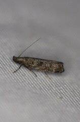 Dichomeris inversella