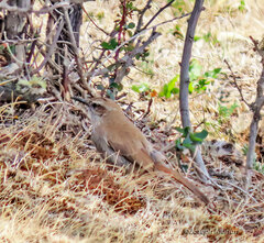 Ochetorhynchus phoenicurus