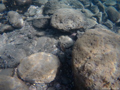 Canthigaster capistrata
