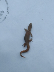Sphaerodactylus glaucus