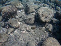 Canthigaster capistrata