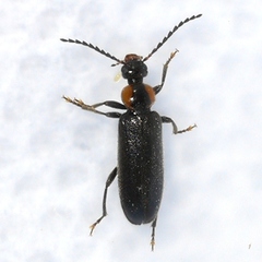 Pedilus labiatus