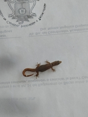 Sphaerodactylus glaucus