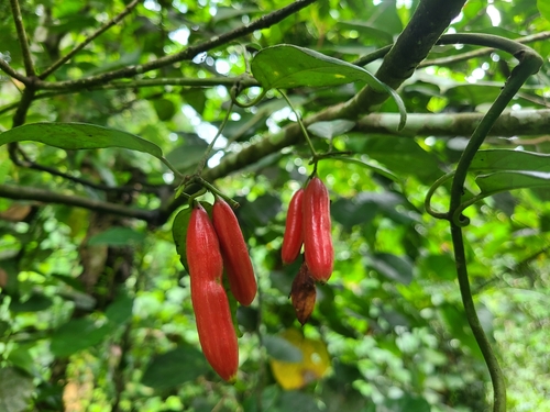 Atractogyne gabonii