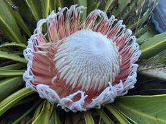 Protea cryophila