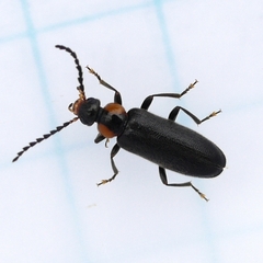 Pedilus labiatus