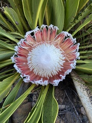 Protea cryophila