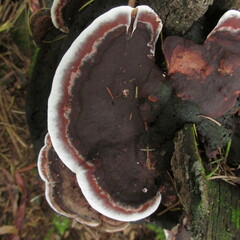 Nigroporus vinosus
