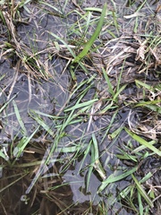 Stenotaphrum secundatum