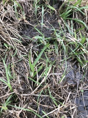 Stenotaphrum secundatum