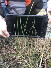 Eleocharis montevidensis