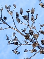 Dasiphora fruticosa