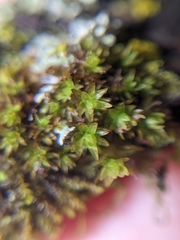 Nyholmiella obtusifolia