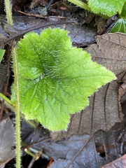Tolmiea menziesii