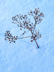 Dasiphora fruticosa