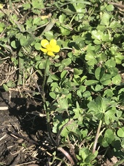 Ranunculus macranthus