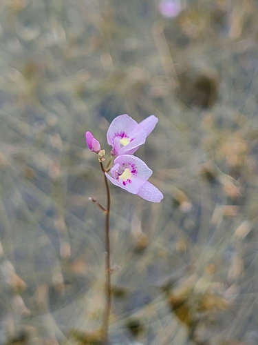 Utricularia benjaminiana