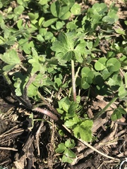 Ranunculus macranthus