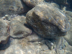 Ophioblennius atlanticus