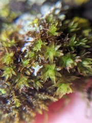 Nyholmiella obtusifolia