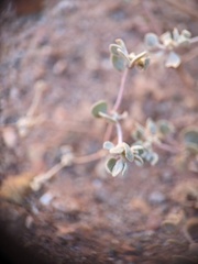 Tidestromia suffruticosa